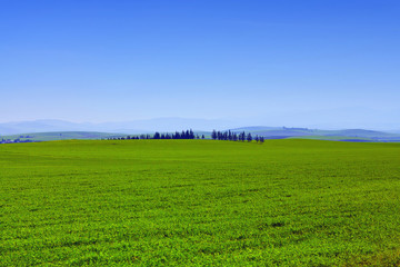 Obraz premium Background image of lush grass field under blue sky