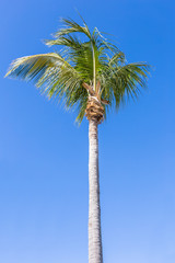 Obraz premium cocotier sur fond de ciel bleu