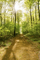 Fototapeta na wymiar Wald mit frischen Grün im Frühling