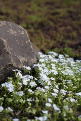  flower carpet of flowers phlox styloid (spring blossom)