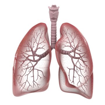 3d renderings of human respiratory system