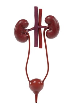 3d renderings of urinary system