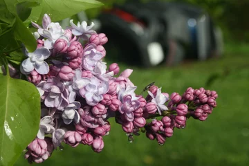 Photo sur Plexiglas Lilas flieder, blüten, mai, lila, syringa, duft