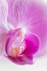 pink orchid flower close-up. Nature macro photography. selective focus flower background.