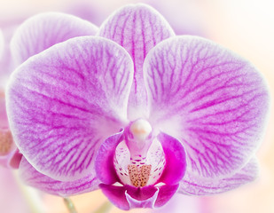 purple orchid flower close-up. Nature macro photography. selective focus flower background.