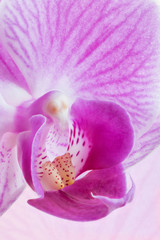 Fototapeta na wymiar pink orchid flower close-up. Nature macro photography. sharp flower background.
