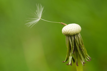 dandelion spores blowing away