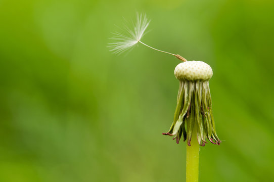 Dandelion Spores Blowing Away