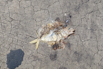 dead fish on the road