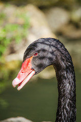 Black Swan (Cygnus atratus)
