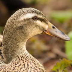 Weibliche Ente / Female duck
