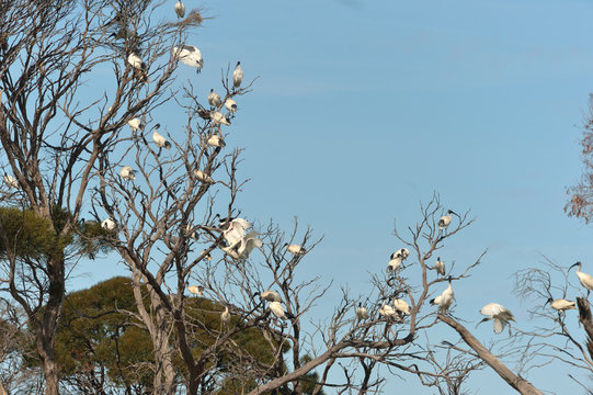 Bing Bai photos, images, assets | Adobe Stock