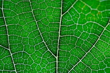 Texture of green leaf and veins