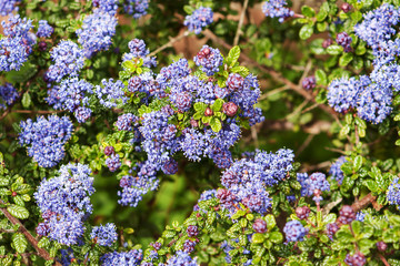 Fototapeta premium Ceanothus thyrsiflorus in flower with buds