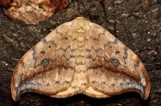 Pebble hook-tip (Drepana falcataria) moth. Insect in the family Drepanidae, at rest. The moth is named for the distinctive shape of the forewings