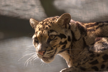 Clouded leopard, Neofelis nebulosa, is the smallest leopard
