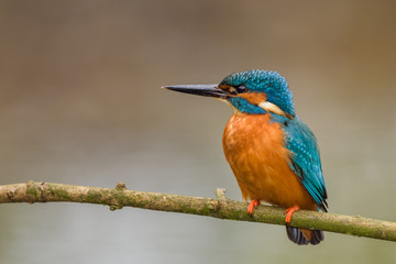 Eurasian Kingfisher (Albedo at this) perching on a branch.