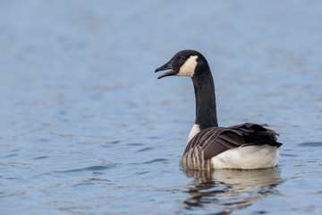 Canada Goose (Branta canadensis) swimming in a lake.