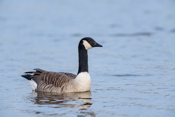 Canada Goose (Branta canadensis) swimming in a lake.