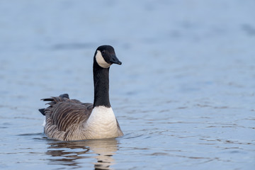 Canada Goose (Branta canadensis) swimming in a lake.