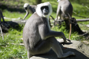 Family Hanuman Langur, Semnopithecus entellus in India is worshiped