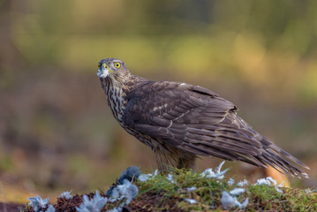 Goshawk (Accipiter gentilis) plucking the feathers from its prey.