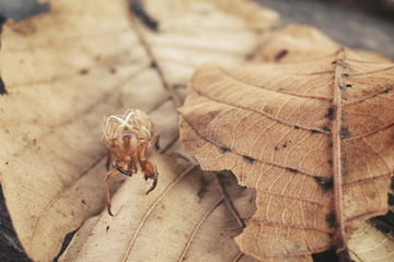 Cicada shell
