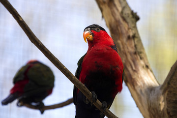 Black-capped Lory, Lorius lory erythrothorax, full of colors