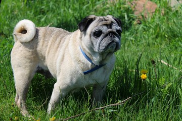 Pug dog on green grass 