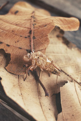 Cicada shell