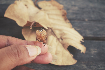 Cicada shell