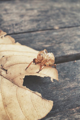 Cicada shell