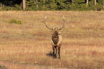 Naklejka na ściany i meble Bull Elk in Meadow in the Rut
