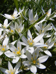 Obraz premium Star of Bethlehem (Ornithogalum) 