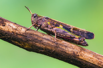 cavalletta