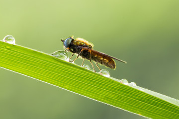 mosca