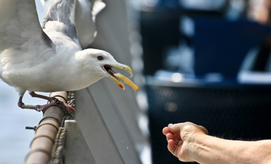 gabbiano affamato al porto di Seattle