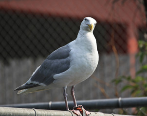 sguardo di un gabbiano al porto