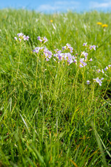 Fototapeta premium Budding, blossoming and overblown cuckooflower plants