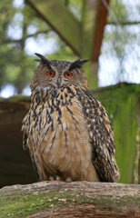 The colorful owl close up portrait