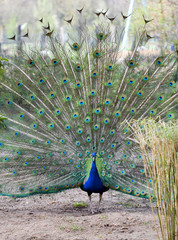 The colorful peacock standing with the open tail