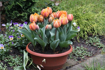 Einpflanzung mit außergewöhnlichen Tulpen auf einem Grab