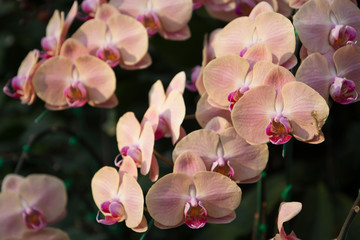Beautiful orchid flowers