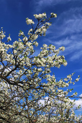 Cherry flowers blooming in springtime