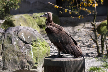Hooded vulture, Necrosyrtes monachus, is a critically endangered species