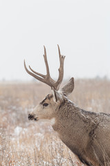 Mule Deer Buck in Snow
