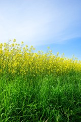 Leuchtender Rapsstreifen