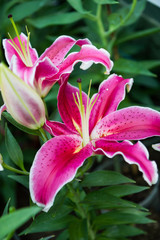 Beautiful pink lily