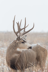 Mule Deer Buck in Snow