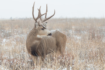 Mule Deer Buck in Snow